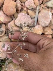 Ivesia sabulosa