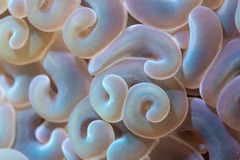 Fimbriaphyllia ancora