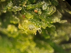 Zoopsis argentea
