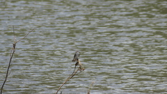 Tachycineta albilinea