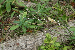 Lithospermum officinale