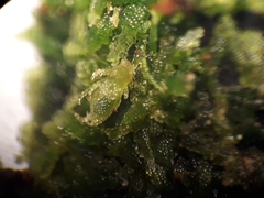 Zoopsis argentea