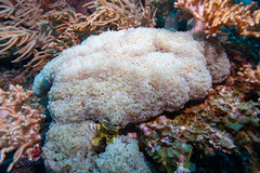 Fimbriaphyllia ancora