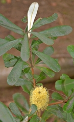 Banksia integrifolia