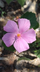 Pavonia lasiopetala