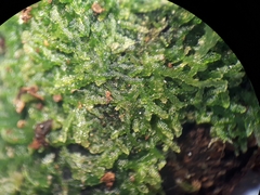Zoopsis argentea