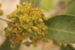 Salacia kraussii