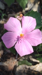 Pavonia lasiopetala