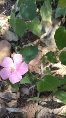 Pavonia lasiopetala