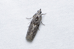 Cryptoblabes hemigypsa