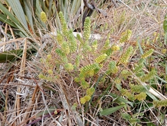 Linum monogynum monogynum