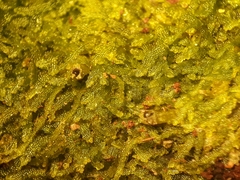 Zoopsis argentea