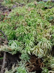 Sphagnum squarrosum