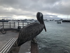 Pelecanus occidentalis urinator