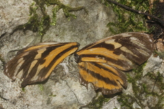 Eueides isabella eva