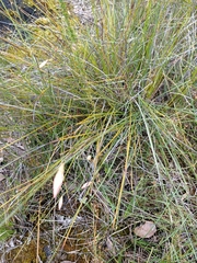 Johnsonia lupulina