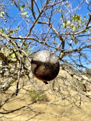 Andricus quercuscalifornicus