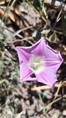 Ipomoea lindheimeri