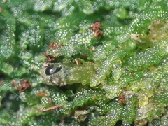 Zoopsis argentea