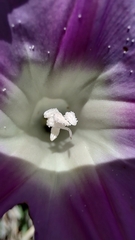 Ipomoea lindheimeri