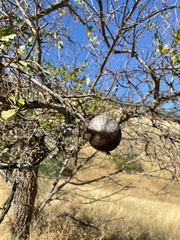 Andricus quercuscalifornicus