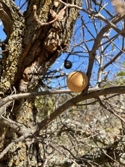 Andricus quercuscalifornicus