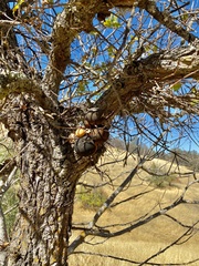 Andricus quercuscalifornicus