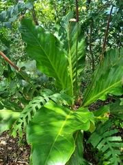 Anthurium schlechtendalii