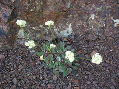 Eriogonum compositum