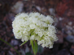 Eriogonum compositum