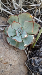 Echeveria strictiflora