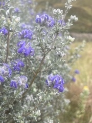 Lotononis lotononoides