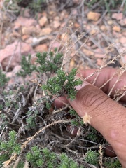 Artemisia pygmaea