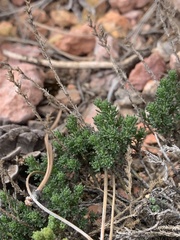 Artemisia pygmaea