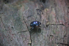 Geotrupes stercorarius