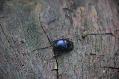 Geotrupes stercorarius
