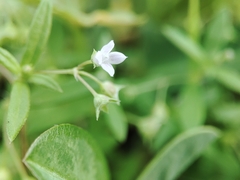 Oldenlandia corymbosa
