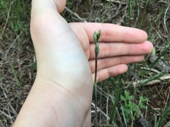 Thelymitra
