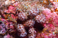 Pseudodistoma arborescens