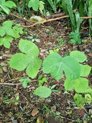 Cecropia peltata