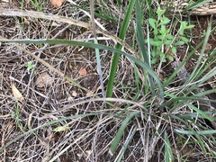 Thelymitra