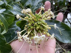 Clerodendrum floribundum