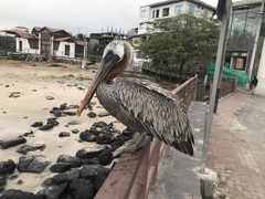 Pelecanus occidentalis urinator