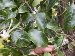 Clerodendrum floribundum