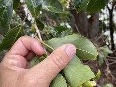 Clerodendrum floribundum