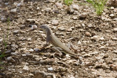 Callisaurus draconoides