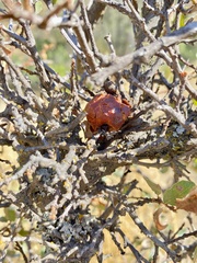 Andricus quercuscalifornicus