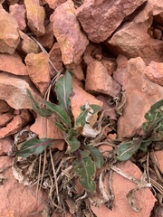 Oenothera howardii
