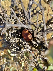 Andricus quercuscalifornicus