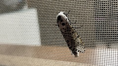 Zeuzera multistrigata